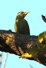 Picus xanthopygaeus