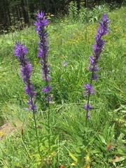 Asyneuma campanuloides