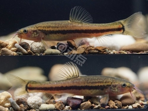 Paranemachilus