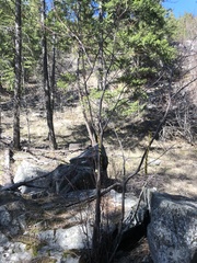 Acer glabrum