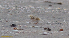 Sternula antillarum browni