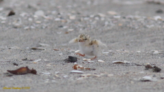 Sternula antillarum browni