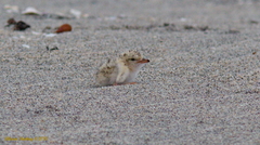 Sternula antillarum browni