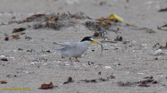 Sternula antillarum browni