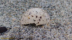 Sternula antillarum browni