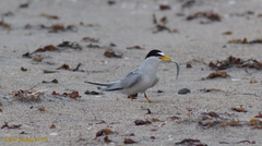 Sternula antillarum browni