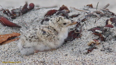 Sternula antillarum browni