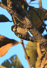 Grey-Capped Pygmy Woodpecker photo 1