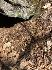 Erethizontidae