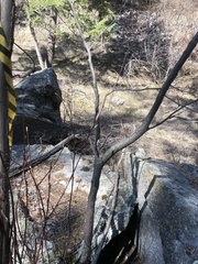 Acer glabrum