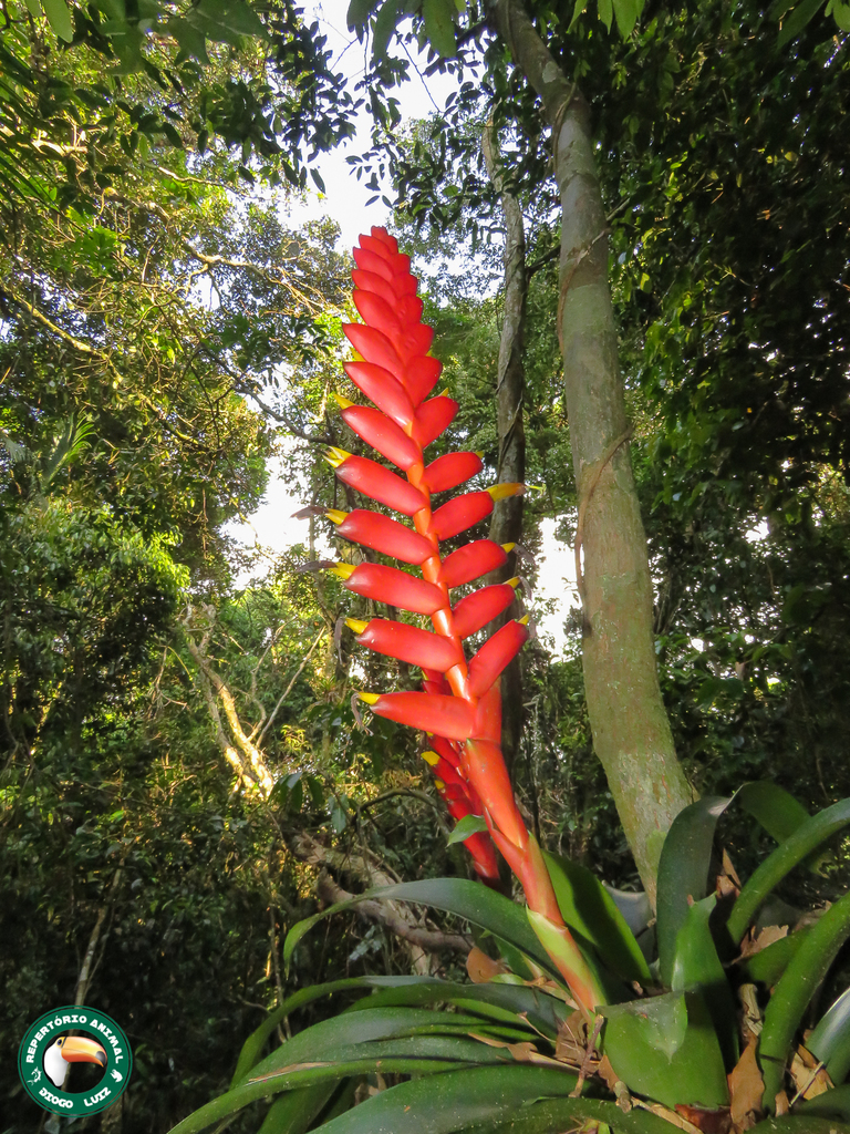 Vriesea ensiformis