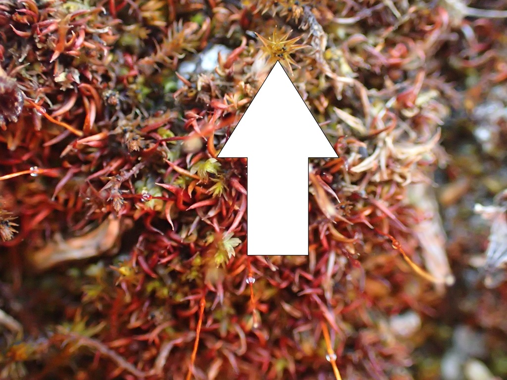 Bryostroma