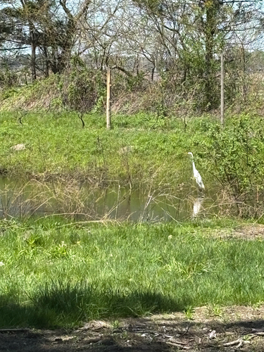 iNaturalist observation photo of Great Egret