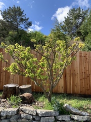 Prunus persica nucipersica