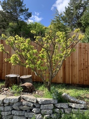 Prunus persica nucipersica