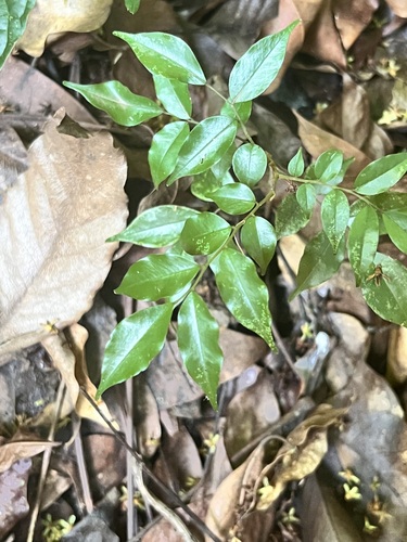 Myroxylon balsamum observed 2026-04-25