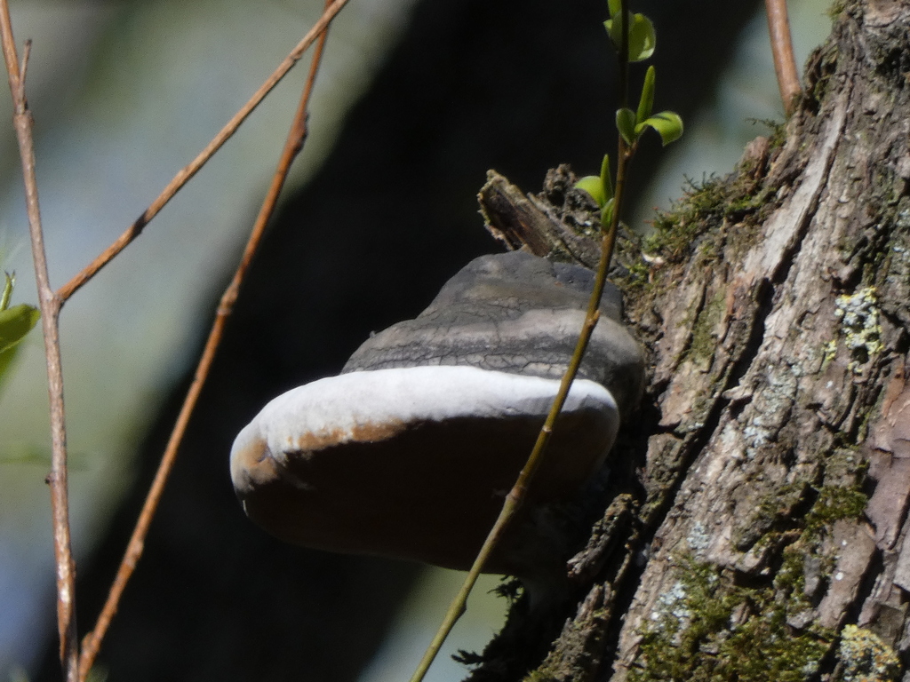 Phellinus igniarius · April 2026 · photo: © tatyana_grasshopper (iNaturalist, CC)