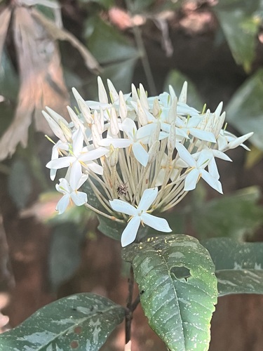 Ixora thwaitesii observed 2026-04-25