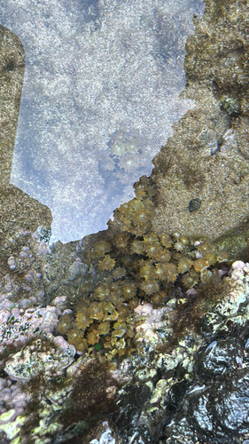 Turbinaria ornata observed 2026-04-25