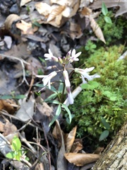 Cardamine angustata