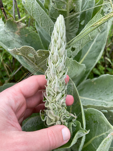 Verbascum macrurum, photograph 5