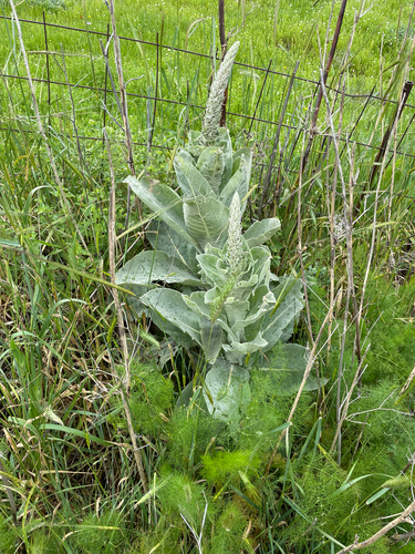 Verbascum macrurum, photograph 4