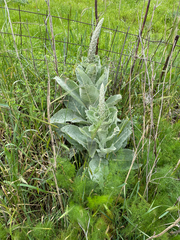 (c) Chase Mathey, some rights reserved (CC BY) Verbascum macrurum, photograph (c) Chase Mathey, some rights reserved (CC BY)