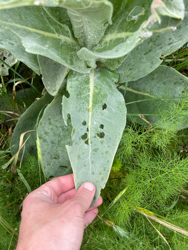 Verbascum macrurum, photograph 6