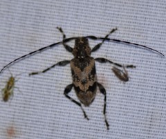 Graphisurus triangulifer