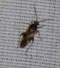 Orthotylus ornatus