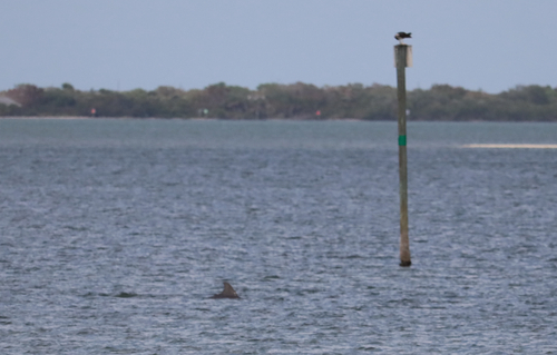 Tursiops erebennus