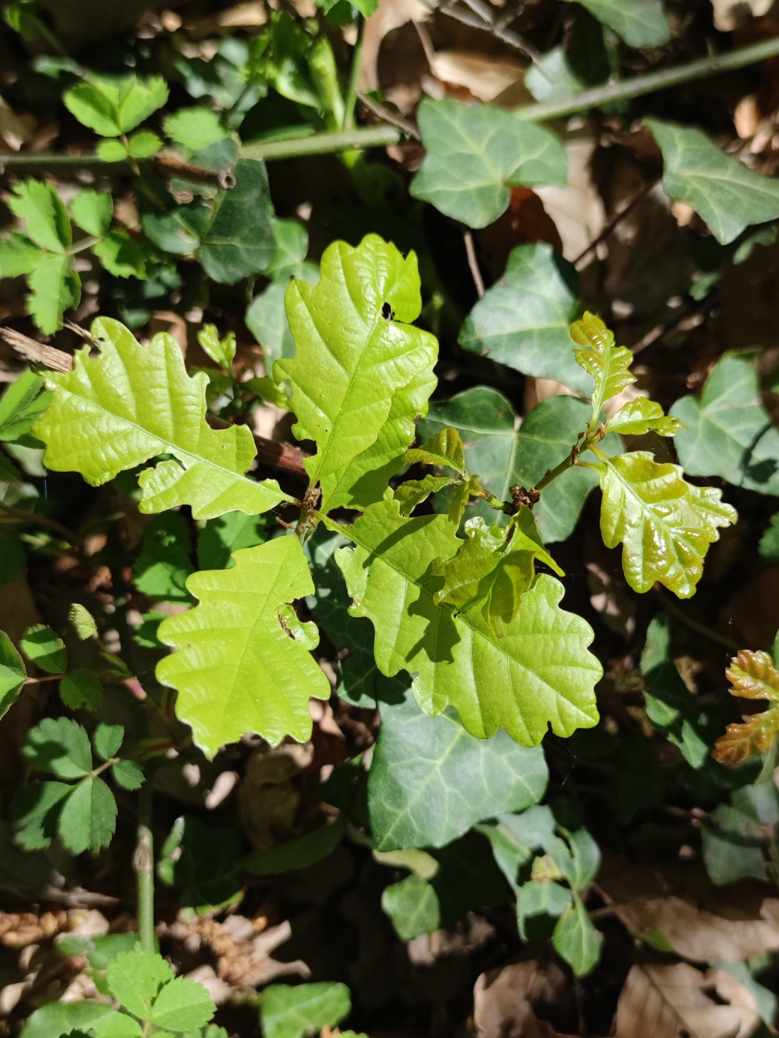 Imagem de Quercus petraea