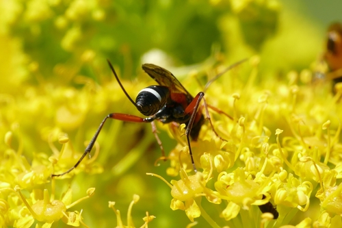 Synechocryptus mactator