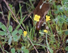 Physaria recurvata