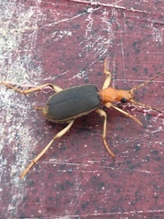 Brachinus adustipennis