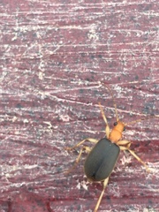 Brachinus adustipennis