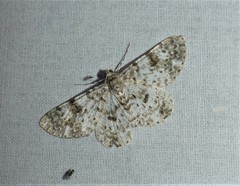 Thallogama corticola