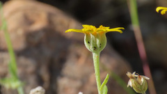 Eriophyllum ambiguum
