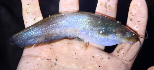 Long-haired Catfish
