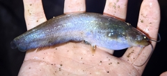 Long-Haired Catfish photo 3