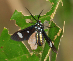 Leucotmemis nexa