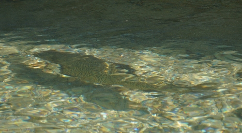 Squalius squalus