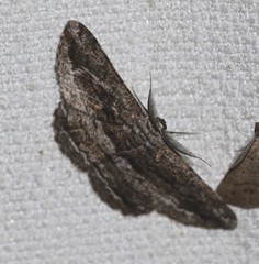 Scioglyptis chionomera
