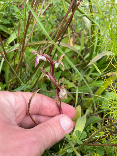 Anacamptis collina, photograph 3