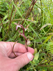 Anacamptis collina, photograph (c) Chase Mathey, some rights reserved (CC BY)