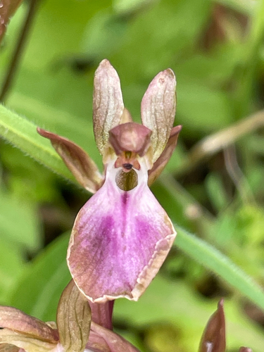 Anacamptis collina