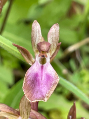 Anacamptis collina