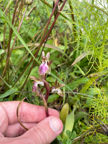 Anacamptis collina, photograph 2