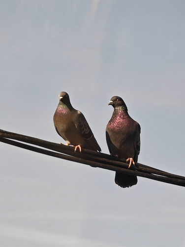 Feral Pigeon