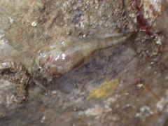 Gobiesocidae